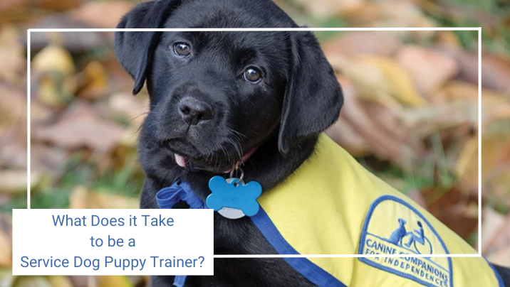 cook remodeling service puppy trainer