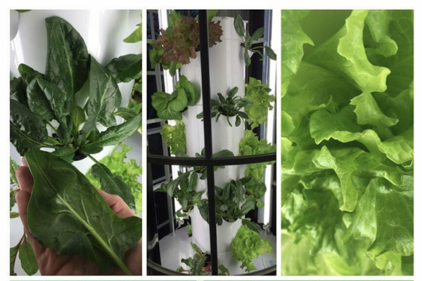 Do You Grow Your Own Deliciousness